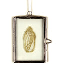 Glass Frame Relief Print Art (Mini)-Elliot's Volute Shell Masterpiece